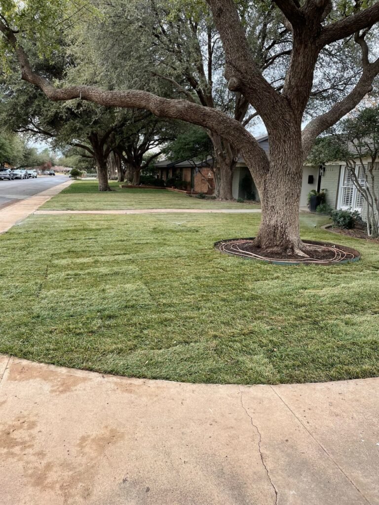 Fescue
