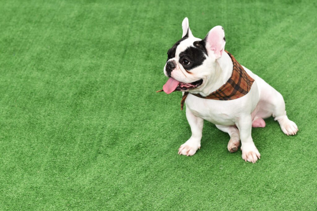 Pet Turf