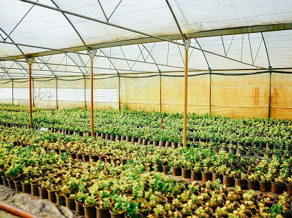 Nursery & Plants